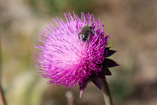 Colorado honey bee musk thistle at prospector campground near Dillon Reservoir