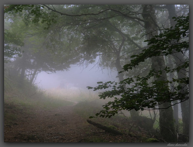 Brume et brouillard en forêt du Mont Aigoual