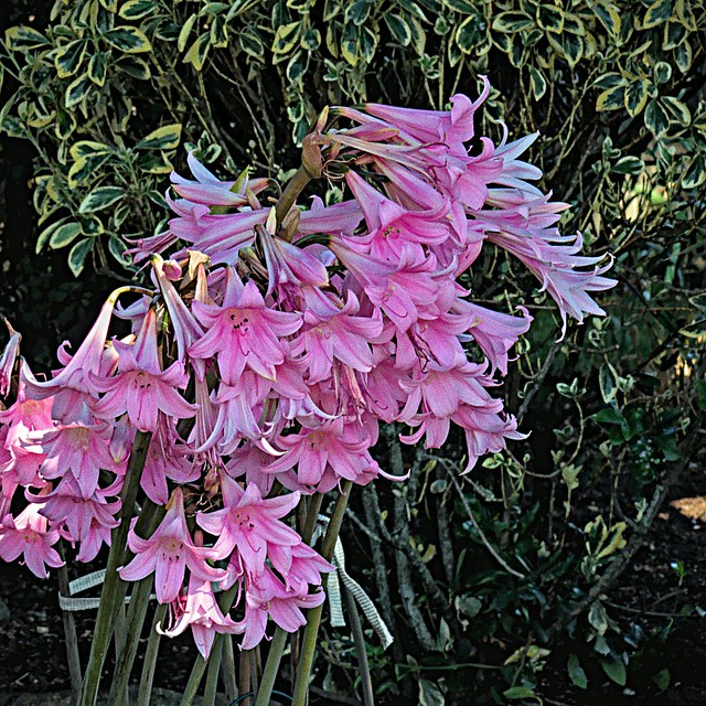 Naked Lady Lilies 8 28 2021