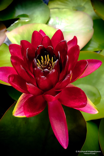 Lotus flowers and Water Lilies - Jardins de Eau (Carsac-Aillac/FR)