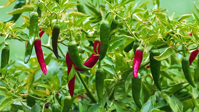 Cayenne Peppers - 083121--850-850_6970_12847