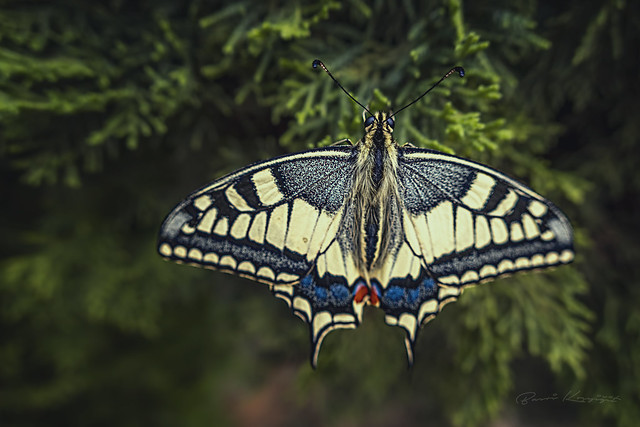 Kılangıçkuyruk (swallowtail)