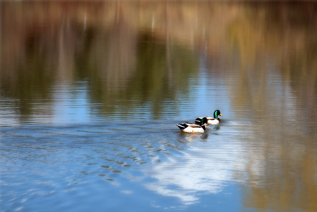 Ducks in a Pond