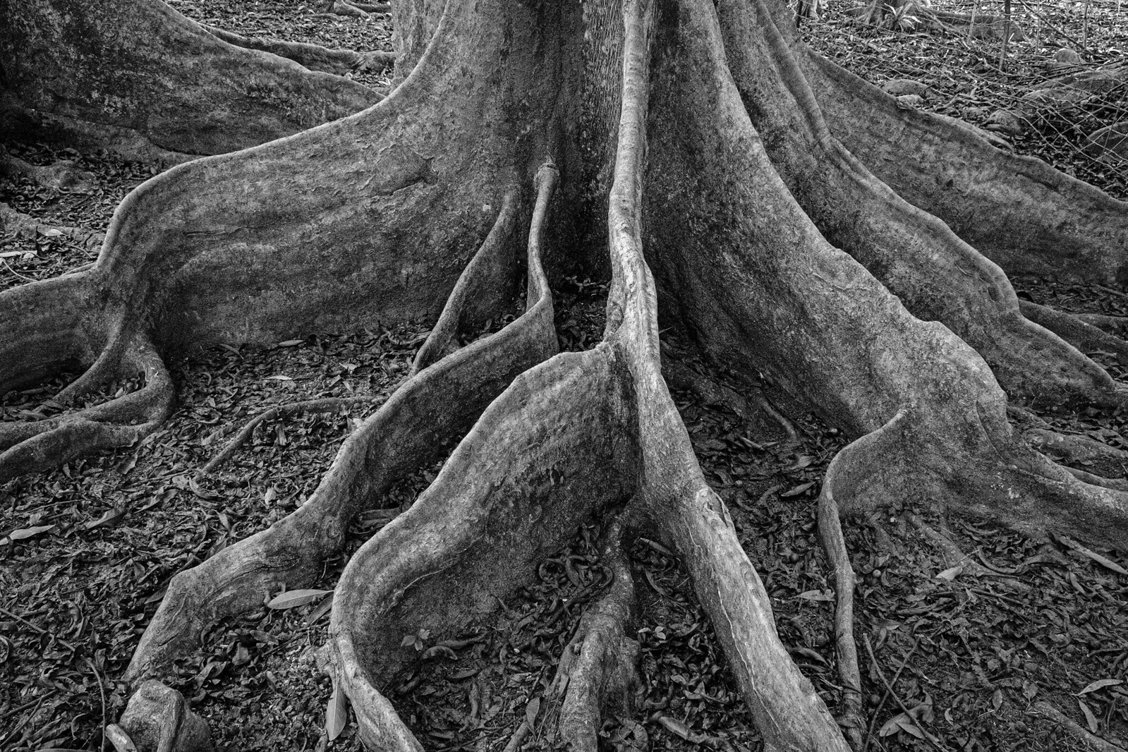Roots in the Sacred Rudraksha Forest