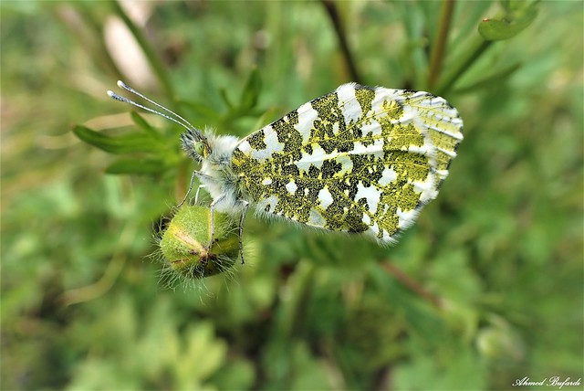 Butterfly 2050 (Anthocharis cardamines)