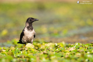 Hooded Crow | by Brian Calder
