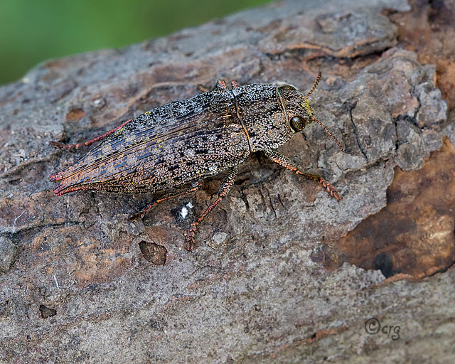 metallic wood borer beetle