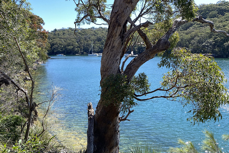 Harold Reid Reserve bushwalk