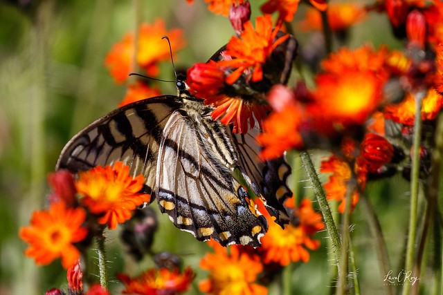 Papilio canadensis / Papillon tigré du Canada / Canadian tiger swallowtail