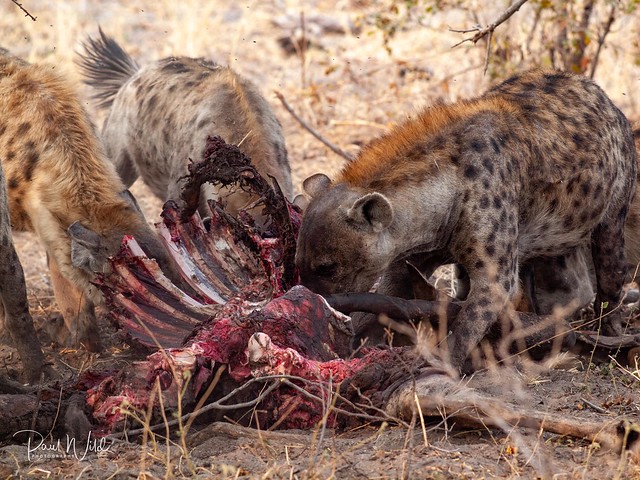 Hyenas on Kill