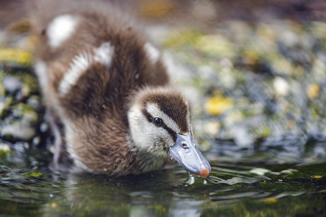 Duckling at the water