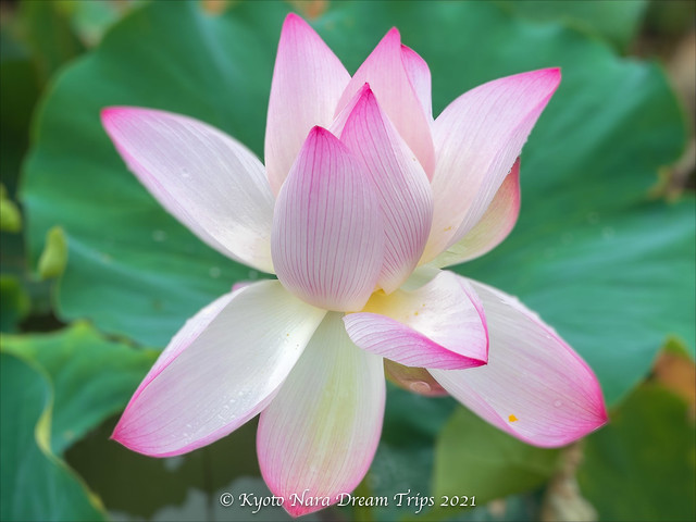 Pink Lotus Flower in Nagaike-Joyo City, Kyoto Prefecture.
