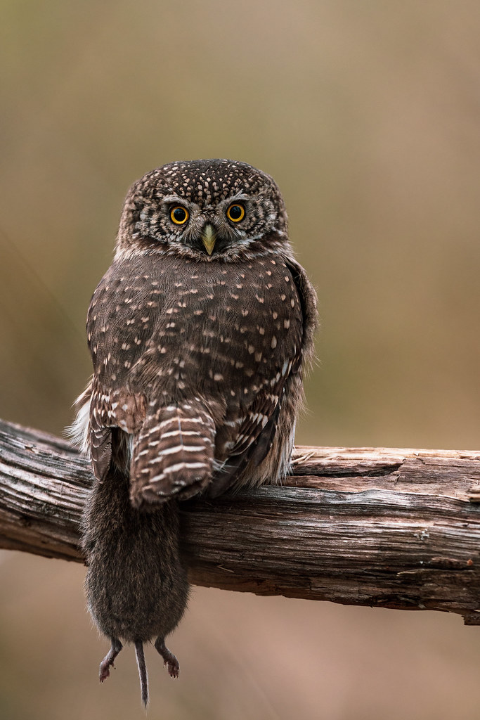 varpusp-ll-eurasian-pygmy-owl-matti-hakkarainen-flickr