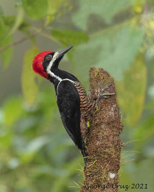 Powerful Woodpecker (m)