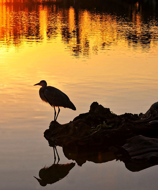 Sunset with Heron