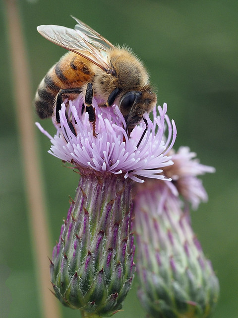 Bee on thistle 1