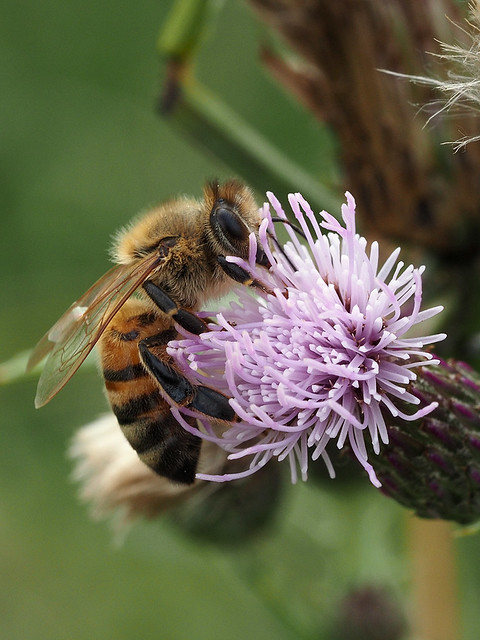 Bee on thistle 2