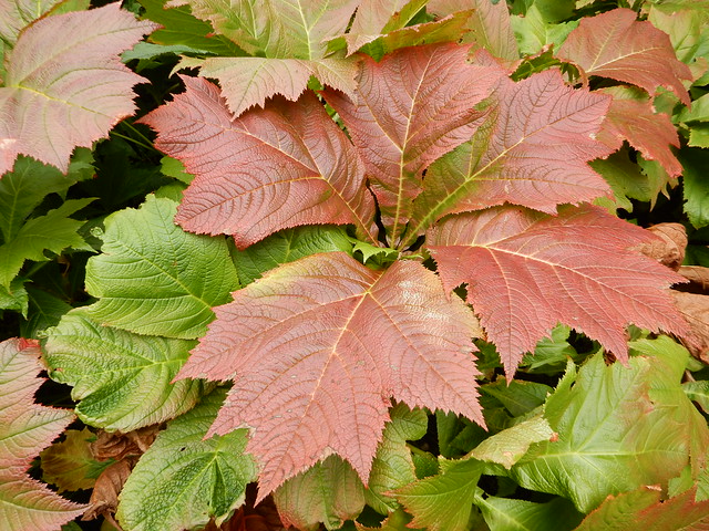 Young gunnera leaves