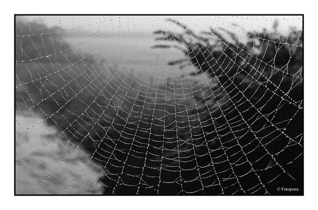 Durchs Spinnennetz geschaut in sw.