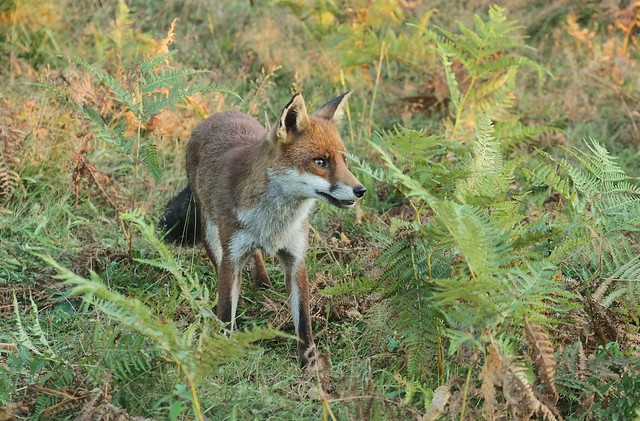 Fox in Bracken.