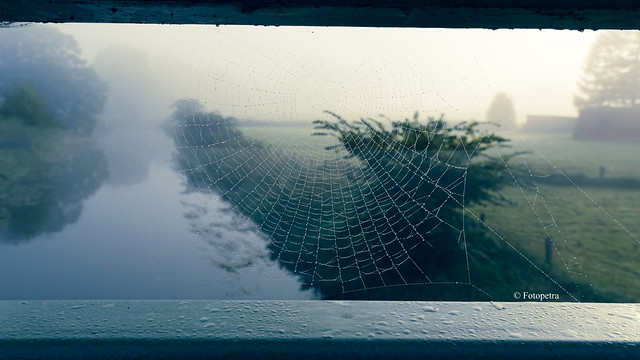 Durchs Spinnennetz geschaut