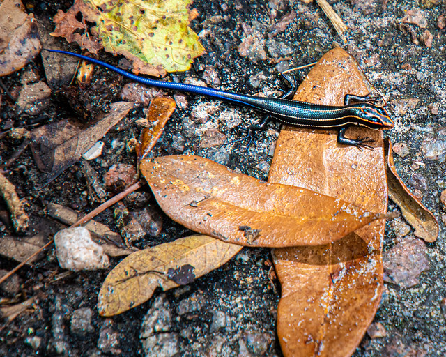 Southern Five-Lined Skink