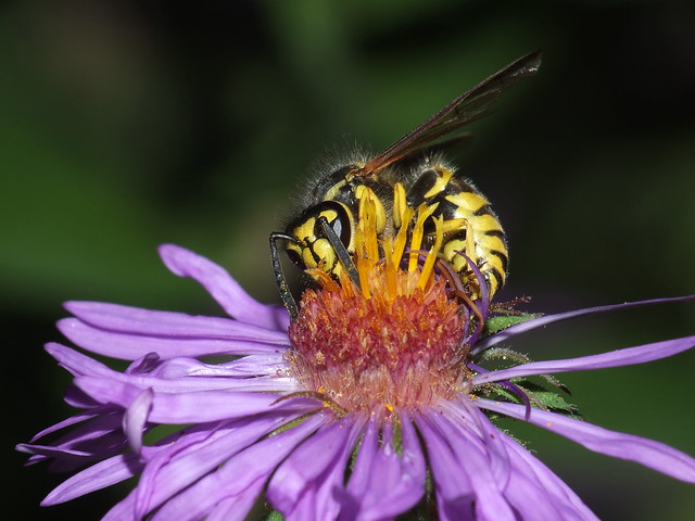Wasp Feeding On A Purple Aster Flower Super Macro DSCF3853
