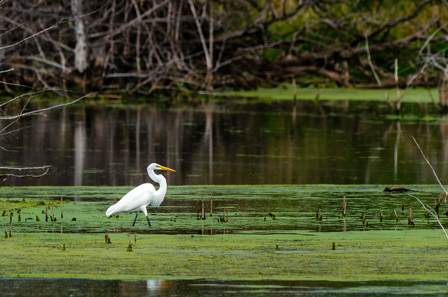 Great White Egret