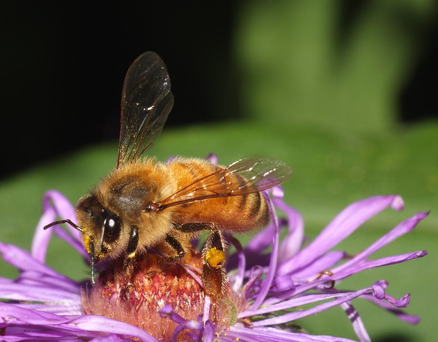 Honey Bee Feeding On A Purple Aster Flower Super Macro DSCF3894