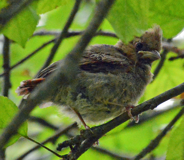 Northern Cardinal juvenile in the apple tree
