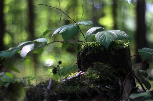 stump protection | by kodl68