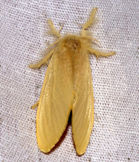 ecosystem/fauna/Tussock Moth (Euproctis subfuscula)m/f