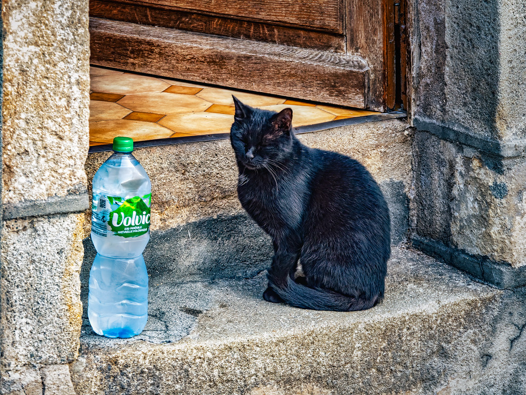 Le chat et la bouteille d'eau...(+ versions moins saturées) 51462301230_1084e04cdd_b