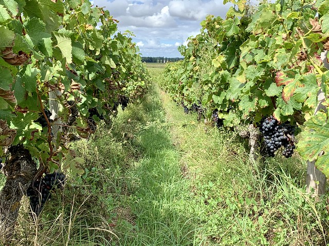 Vineyards of the Bordeaux (Médoc, France 2021)