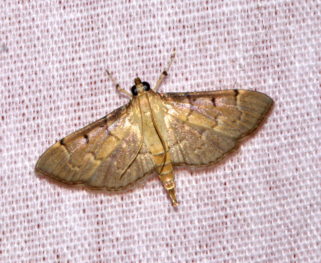 ecosystem/fauna/Crambid Moth(Herpetogramma rudis)