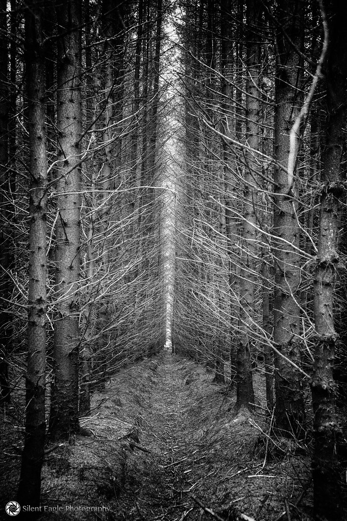 Forest of pine trees, Callander, Scotland