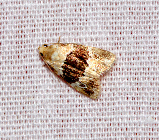ecosystem/fauna/Noctuid Moth (Maliattha latifasciata)m/f