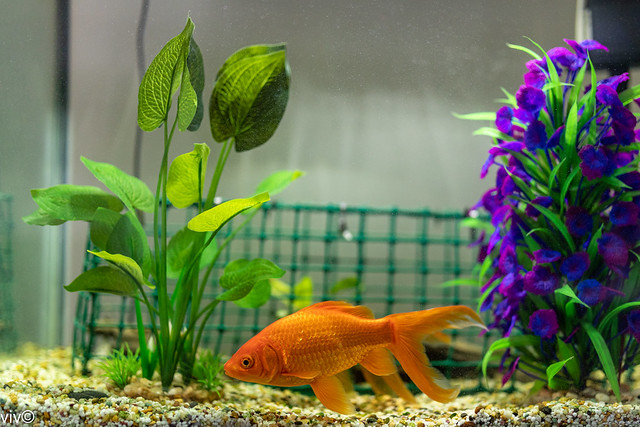 On a sunny spring morning our beautiful Goldfish swims about the aquarium after breakfast