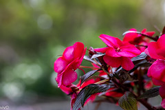 On a sunny summer morning, beautiful Impatiens in bloom at our garden.  Impatiens have been used as herbal remedies for the treatment of bee stings, insect bites, and stinging nettle rashes.