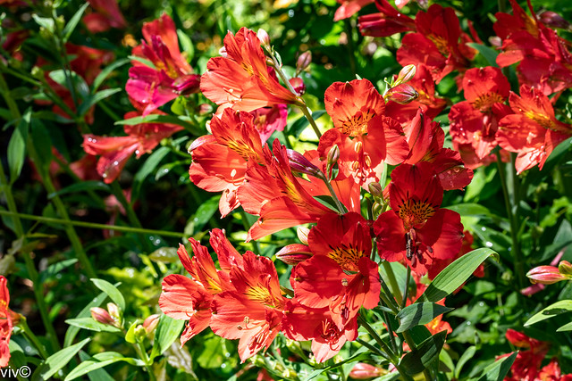 On a sunny spring morning, striking Peruvian Lilies in bloom. They come in many shades of red, orange, purple, green, and white, flecked and striped and streaked with darker colors. I can see a caterpillar is at work!
