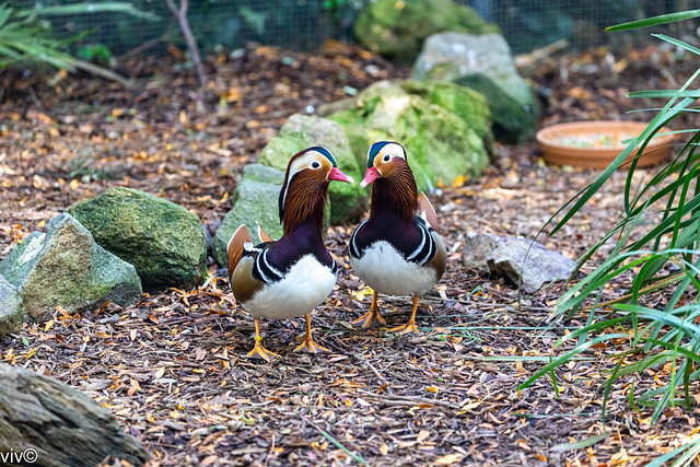 On a sunny autumn afternoon, a cute pair of Mandarin ducks in contemplation. The Asian populations are migratory, overwintering in lowland eastern China and southern Japan.