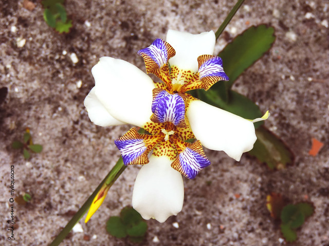 Neomarica gracilis, também conhecida por falsa orquídea ou lírio andante