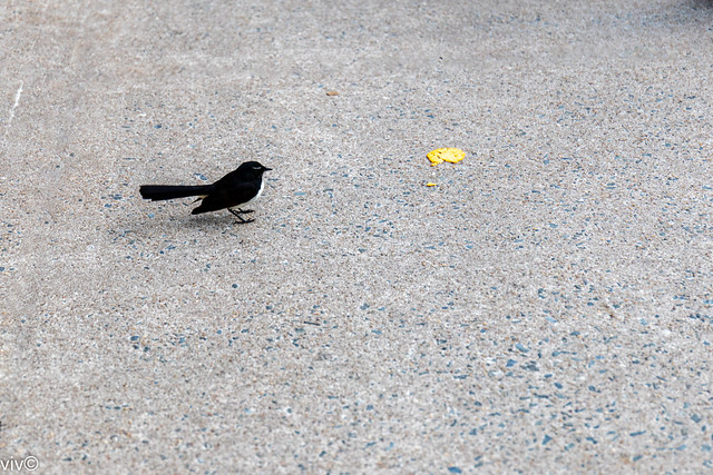 On a sunny winter evening, an adult Willie Wagtail eyes junk food dropped by a passer by. It went on to consume it!