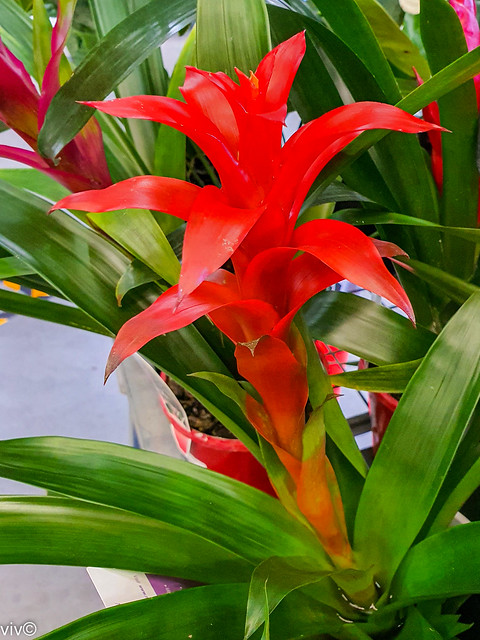 On a sunny winter morning, striking Guzmania bloom colours