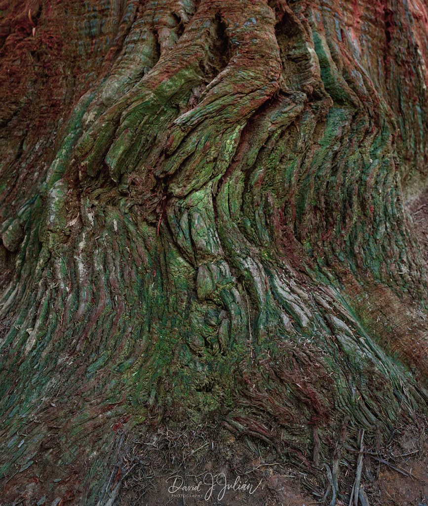 Tree Textures (Explore)