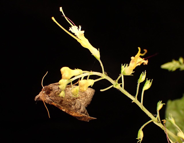 Papaipema astuta, yellow stoneroot borer
