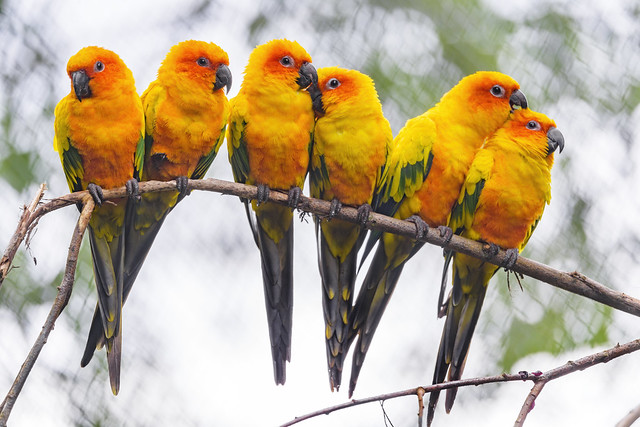 Six sun conures on the branch