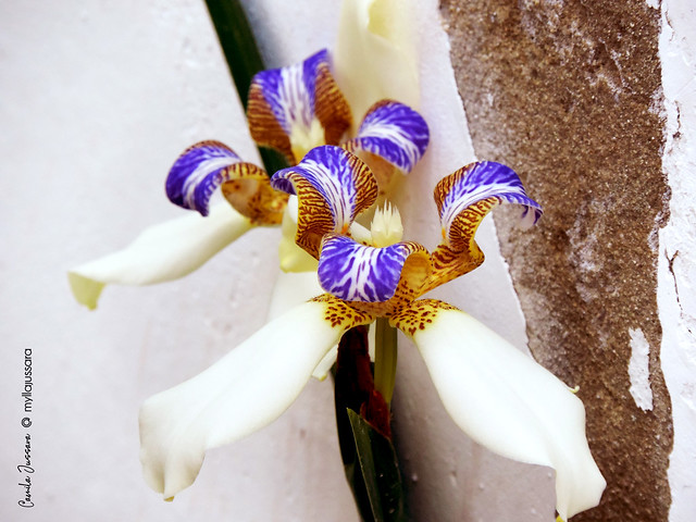 Neomarica gracilis, também conhecida por falsa orquídea ou lírio andante
