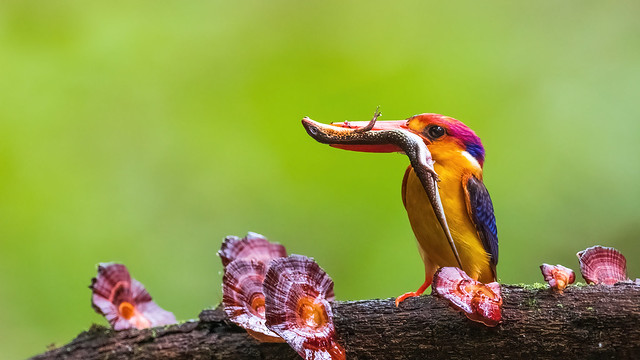 Oriental Dwarf Kingfisher, Western Ghats of India