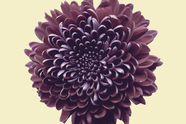Sep 13 2021 - Chrysanthemum (joyous)